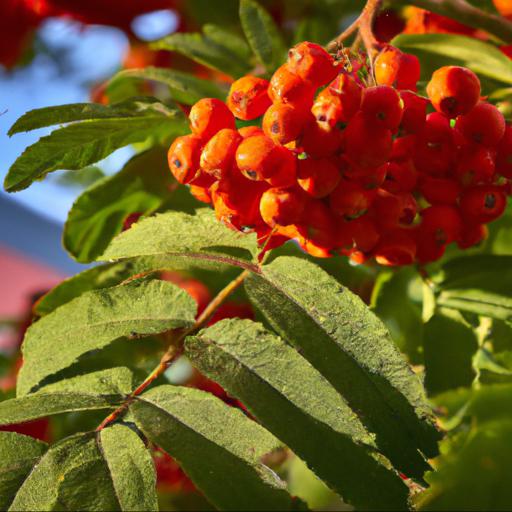 Benefits of sorbus aucuparia