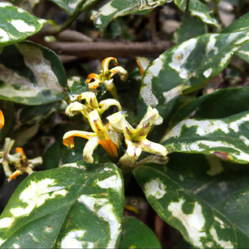 Benefits of stephanotis floribunda variegata