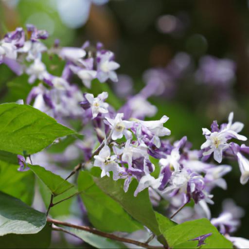 Benefits of styrax japonicus purple dress