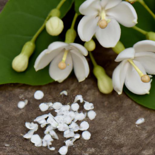 Benefits of styrax obassia