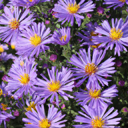 Benefits of symphyotrichum ochtendgloren