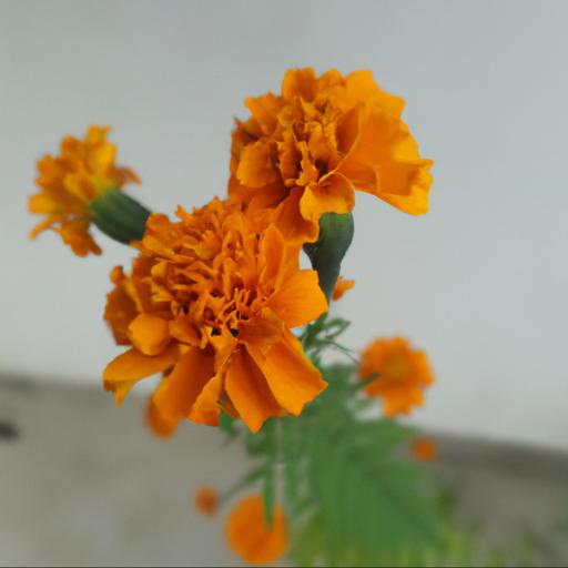 Benefits of tagetes patula honeycomb