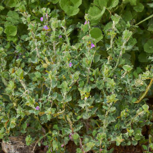 Benefits of teucrium scorodonia