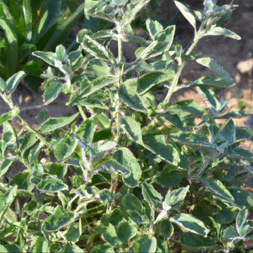 Benefits of teucrium x lucidrys