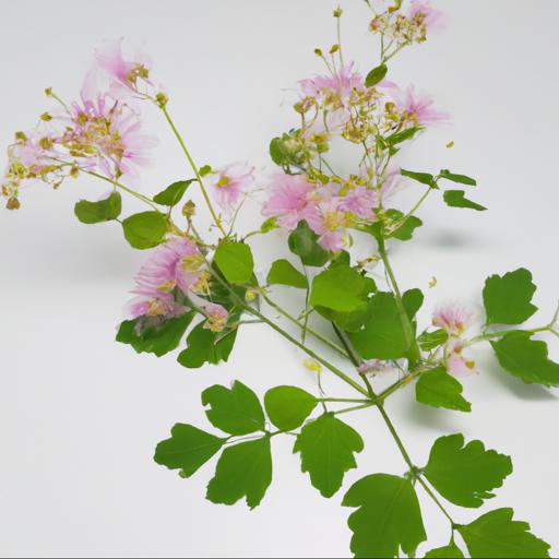 Benefits of thalictrum delavayi