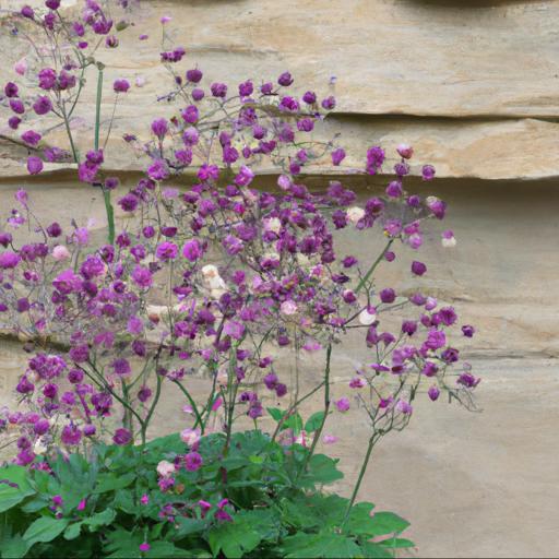 Benefits of thalictrum ichangense purple marble