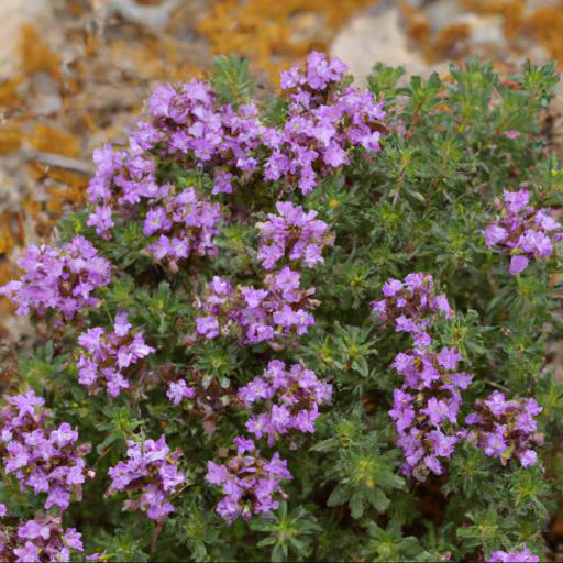 Benefits of thymus nitidus peter davis