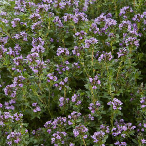 Benefits of thymus pulegioides bertram anderson