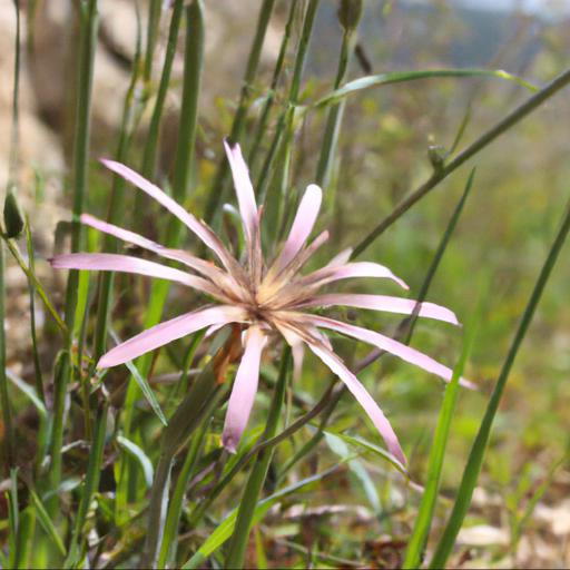 Benefits of tragopogon porrifolius