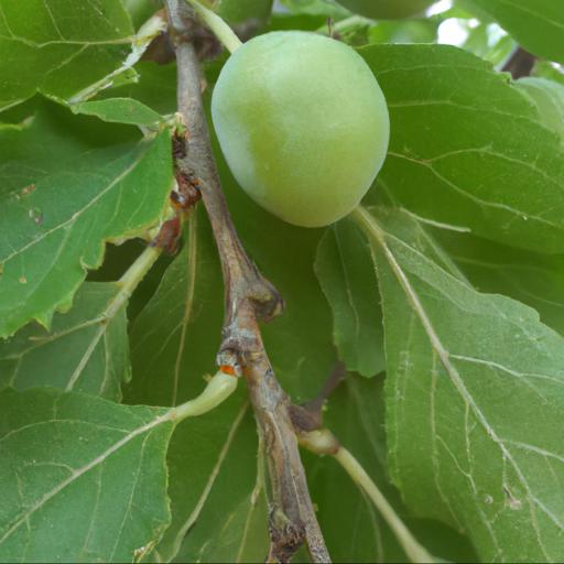 Benefits of training a fruit tree