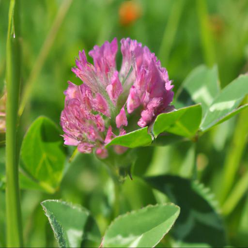 Benefits of trifolium pratense