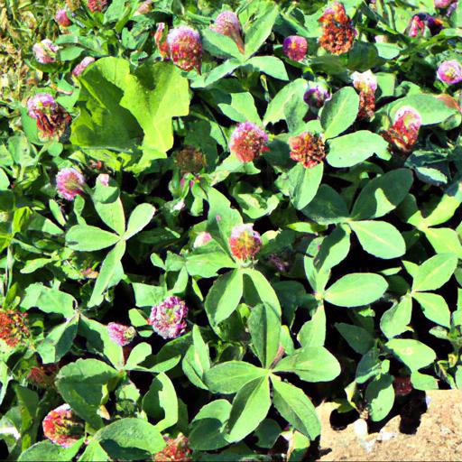 Benefits of trifolium rubens