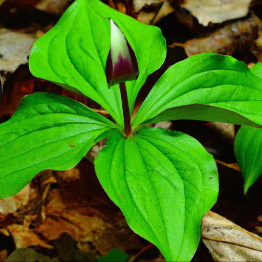 Benefits of trillium cuneatum