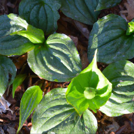 Benefits of trillium green frost for gardeners