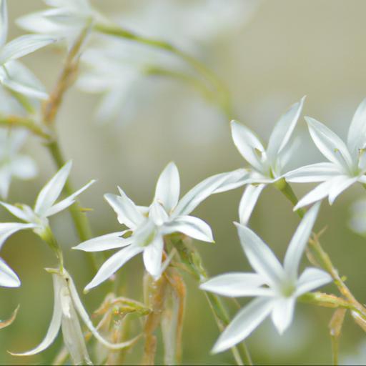 Benefits of triteleia laxa white cloud