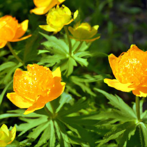 Benefits of trollius dancing flame