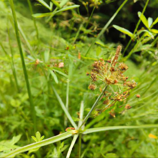 Benefits of using herbs for wildlife