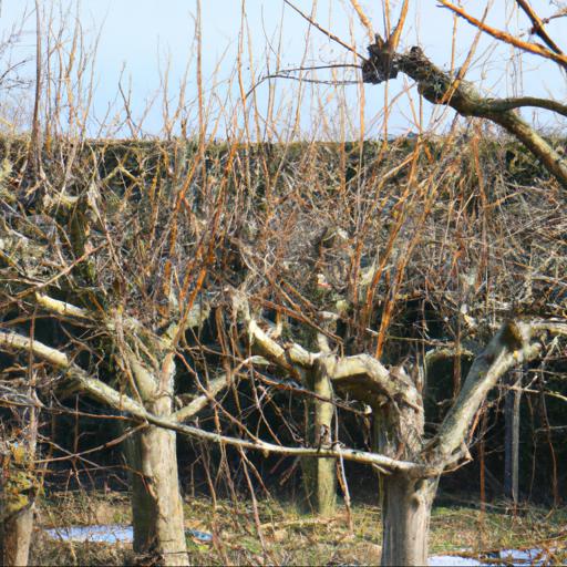 Benefits of winter pruning