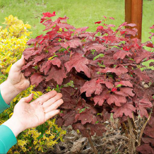 Care and maintenance of physocarpus lady in red