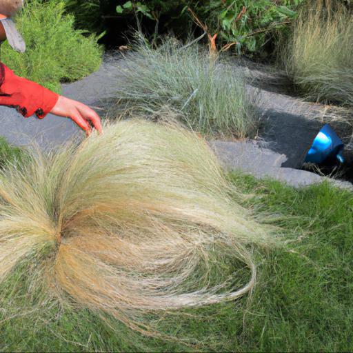 Care and maintenance of stipa gigantea