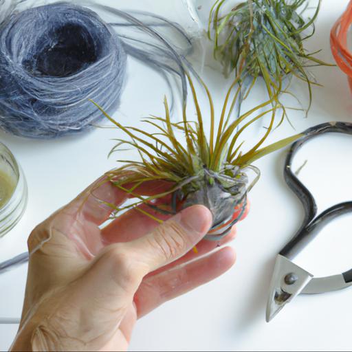 Care and maintenance of tillandsia: how to keep it healthy and happy