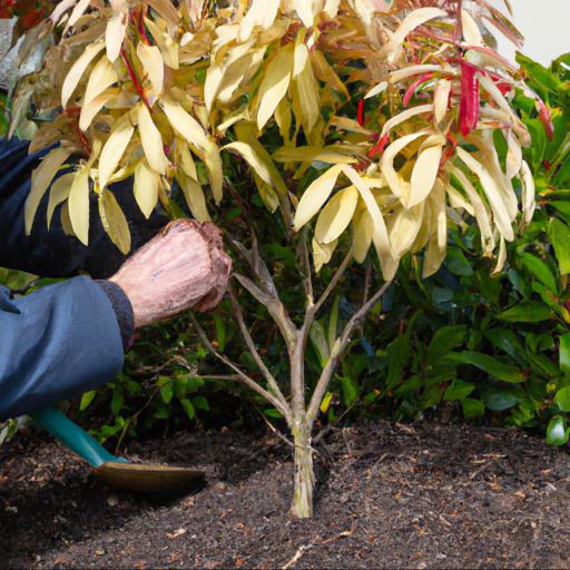 Caring for pieris forest flame