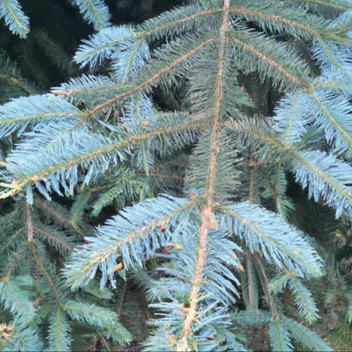 Characteristics of picea abies