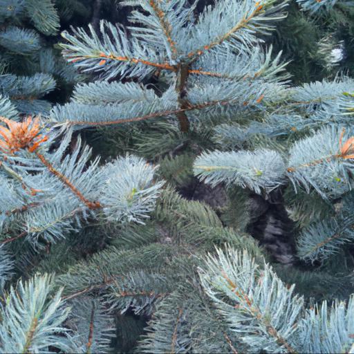 Characteristics of picea pungens