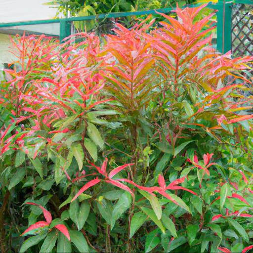 Characteristics of pieris forest flame