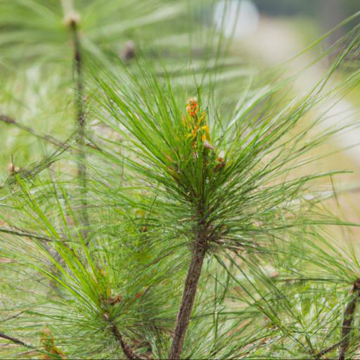 Characteristics of pinus mugo