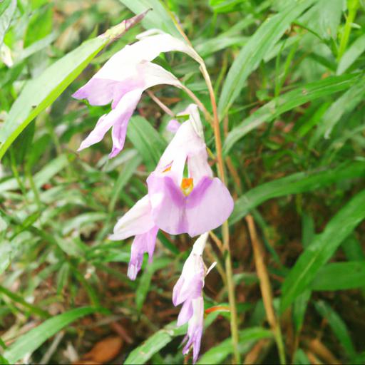 Characteristics of roscoea x beesiana