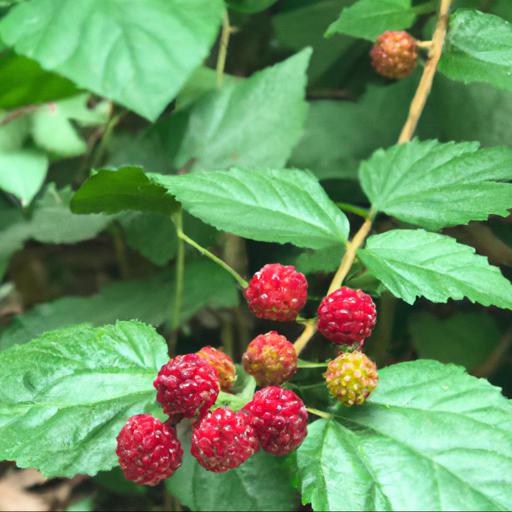 Characteristics of rubus x loganobaccus