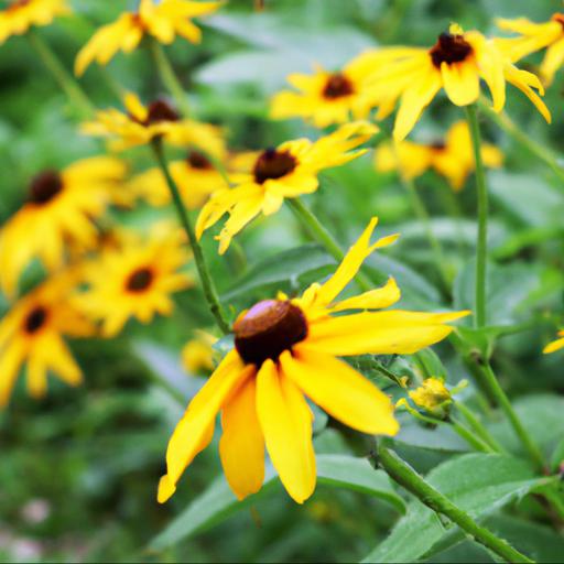 Characteristics of rudbeckia fulgida var