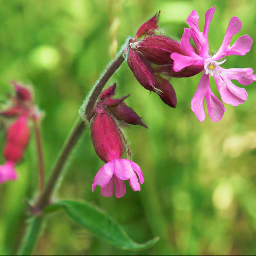 Characteristics of silene dioica