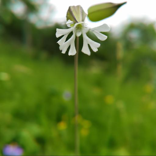 Characteristics of silene uniflora alba