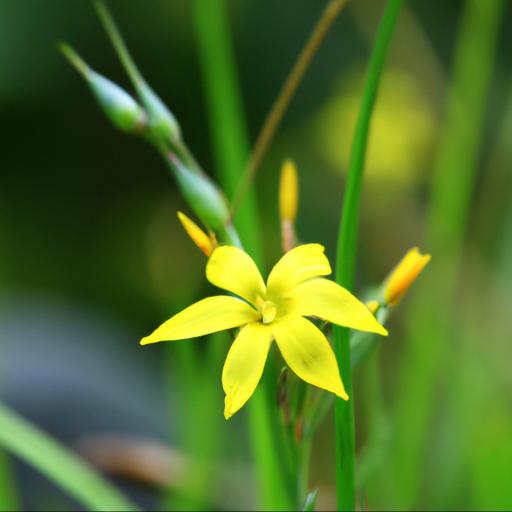 Characteristics of sisyrinchium striatum