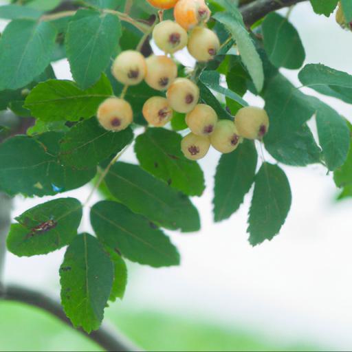 Characteristics of sorbus aria