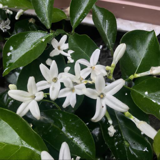 Characteristics of stephanotis floribunda