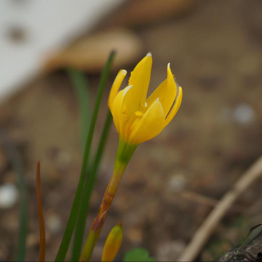 Characteristics of sternbergia lutea