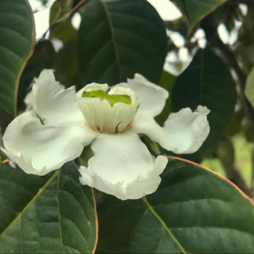 Characteristics of stewartia monadelpha