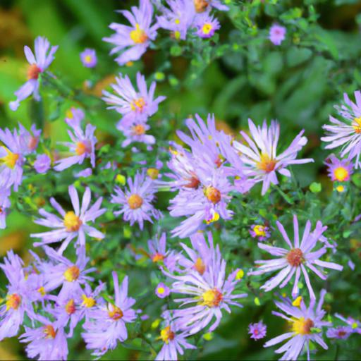 Characteristics of symphyotrichum coombe fishacre