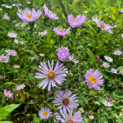 Characteristics of symphyotrichum laeve calliope