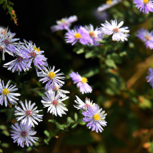 Characteristics of symphyotrichum little carlow