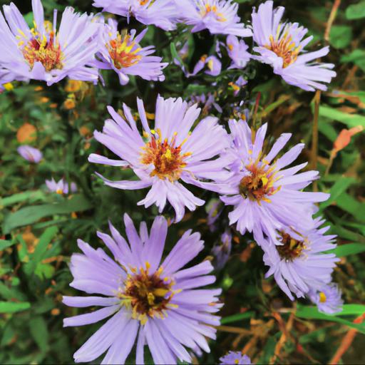 Characteristics of symphyotrichum novi belgii tonga