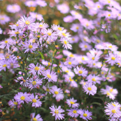 Characteristics of symphyotrichum ochtendgloren