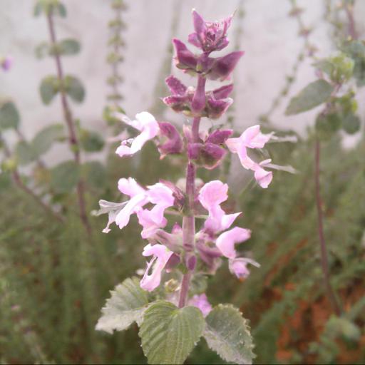 Characteristics of the lamiaceae plant family