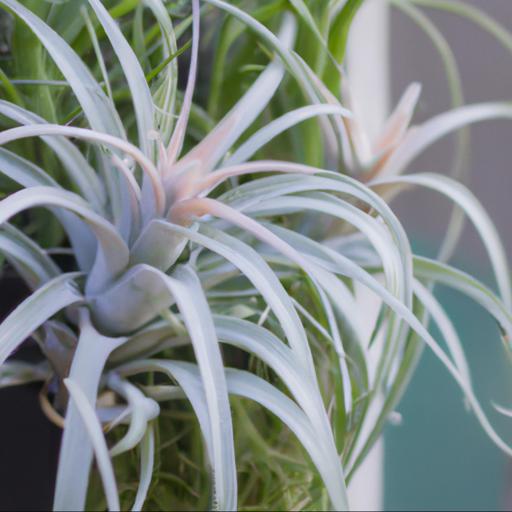 Characteristics of tillandsia caerulea