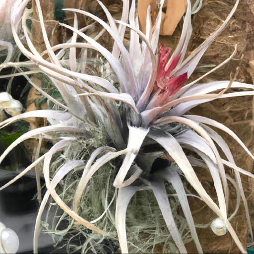 Characteristics of tillandsia tectorum snow