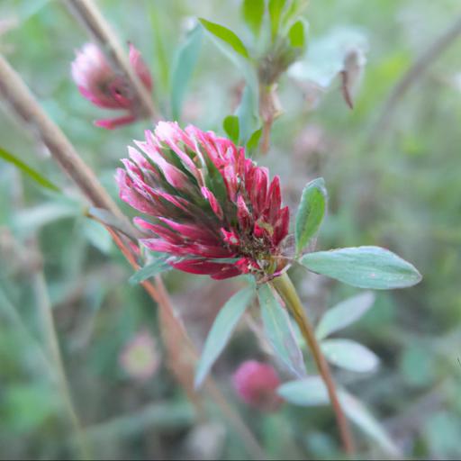 Characteristics of trifolium rubens red feathers