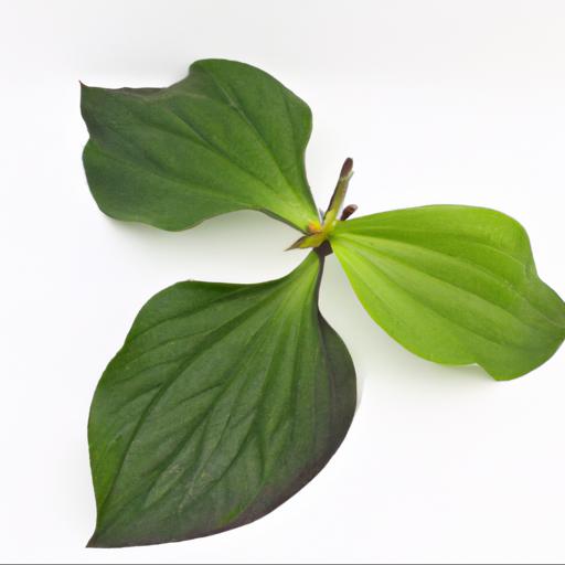 Characteristics of trillium chloropetalum